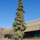 Weeping White Spruce